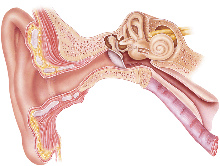 Fluid Buildup Behind the Eardrum: Know When to Act