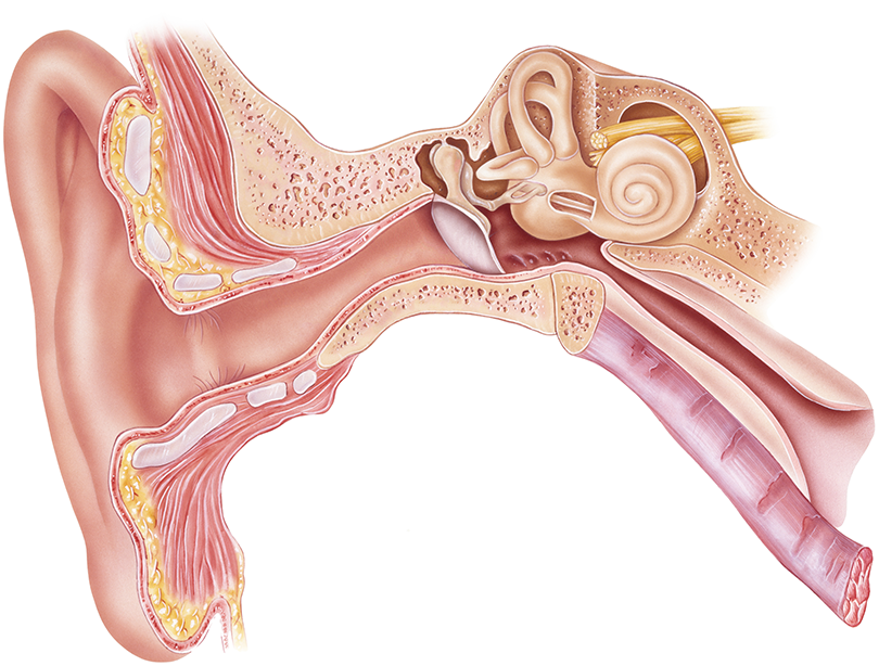 Fluid Buildup Behind the Eardrum: Know When to Act